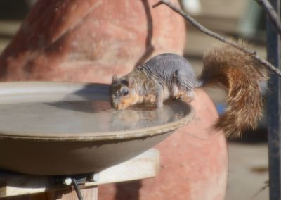 Close-up of pig eating food