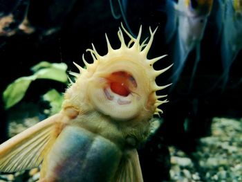 Close-up of jellyfish