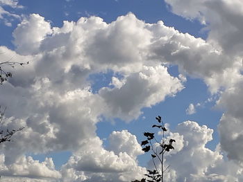 Low angle view of birds flying against sky