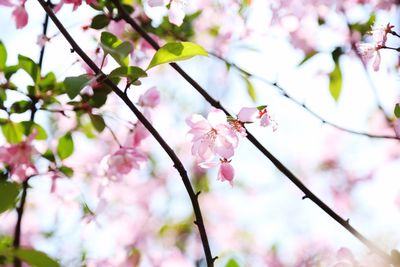 Close-up of pink flowers on branch