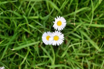 Close-up of white daisy flowers in field