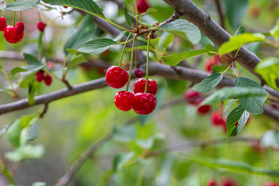 Close-up of red berries growing on tree