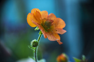 Close-up of orange flower