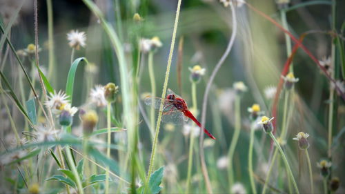 Close-up of butterfly pollinating on flower