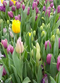 Full frame shot of pink flowers