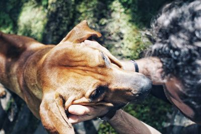 Close-up of dog hand