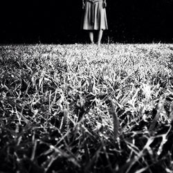 Plants growing on grassy field