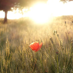 Close-up of red flowers blooming in field