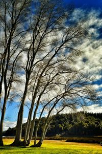 Bare trees on grassy field against cloudy sky