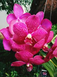 Close-up of pink orchids