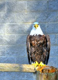 Close-up of birds on wall