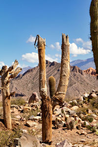 Cactus growing in desert against sky