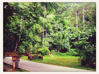 Footpath in forest