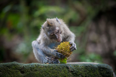 Monkey sitting on rock