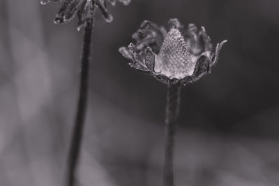 Close-up of wilted flower