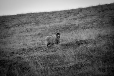 View of a cat on field