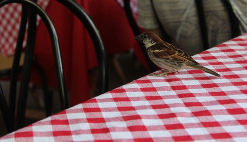 Close-up of bird perching on red