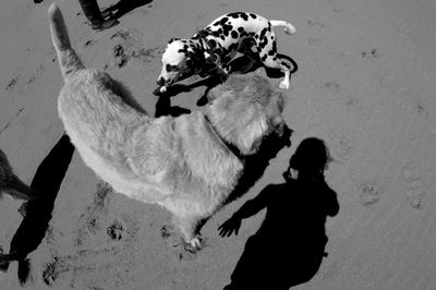 High angle view of dog standing on floor