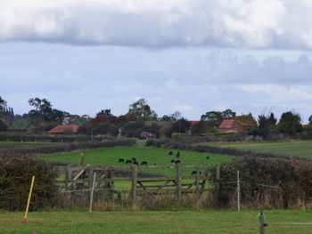 Scenic view of field against sky