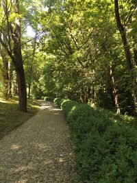 Road passing through forest