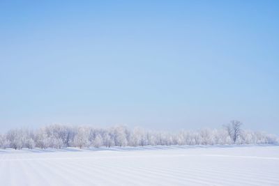 Trees on field against sky during winter