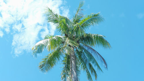 Low angle view of coconut palm tree against blue sky