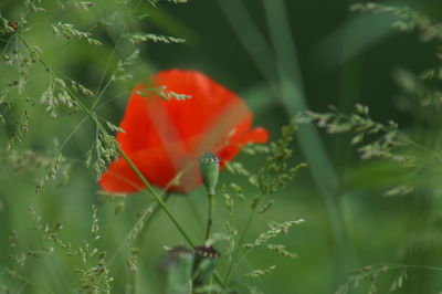 Close-up of red flowering plant