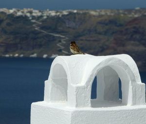 Close-up of white owl perching on mountain against sky