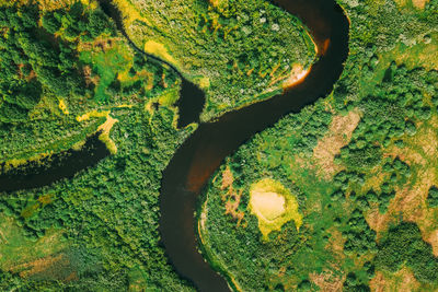 Aerial view of river flowing through forest