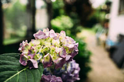 plant