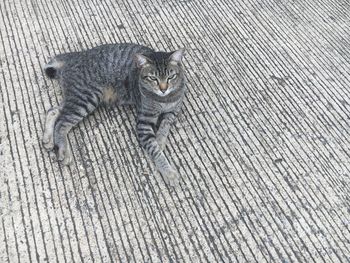 High angle view portrait of tabby cat