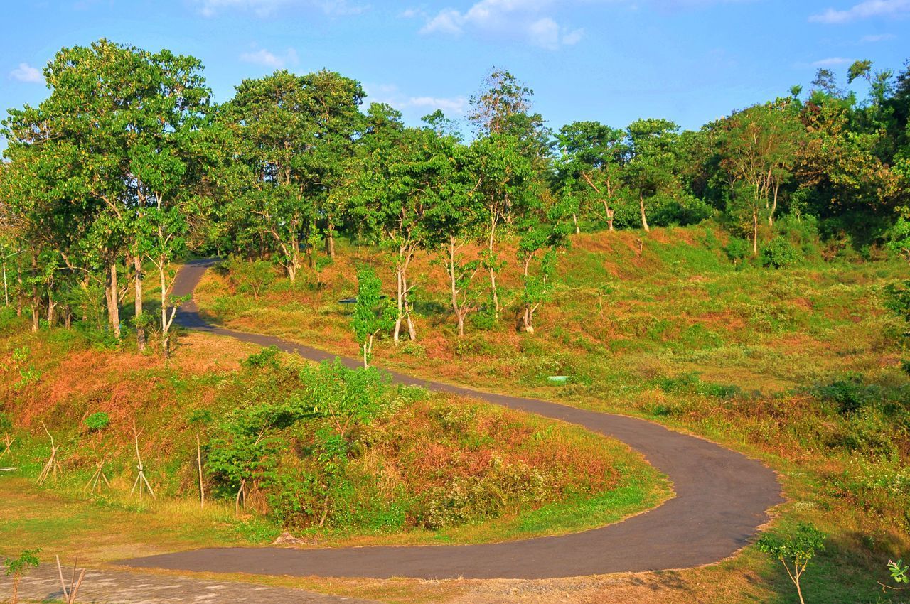 ROAD AMIDST TREES IN FOREST AGAINST SKY