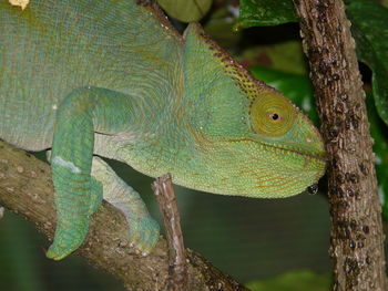 Close-up of chameleon on tree