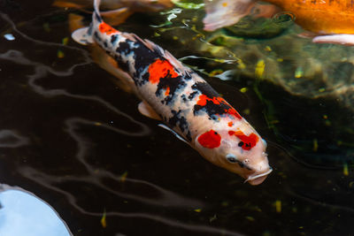 Beautiful koi