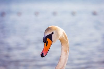 Close-up of swan