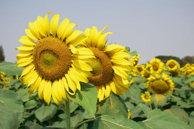 Close-up of sunflower