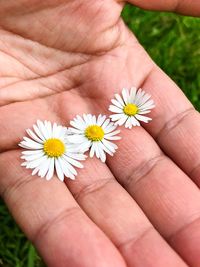 Close-up of hand holding flowers