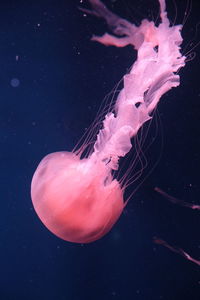 Close-up of jellyfish in sea