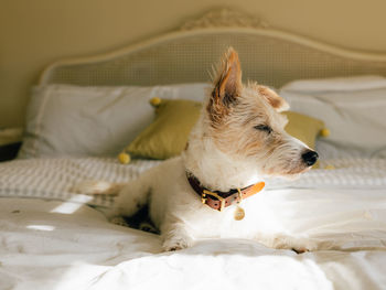 Portrait of dog relaxing on bed at home