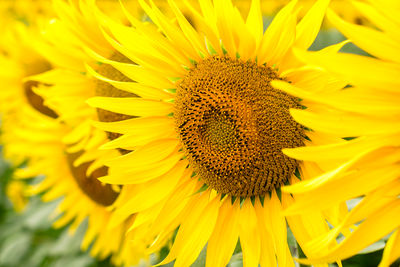 Close-up of yellow sunflower