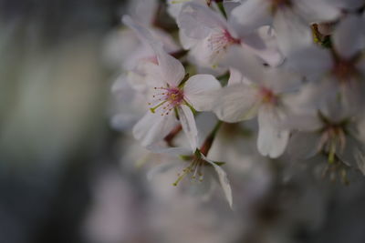 Close-up of cherry blossoms