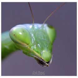 Close-up of insect on leaf