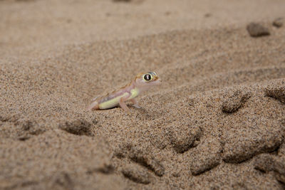 High angle view of namib web-footed gecko on sand at desert