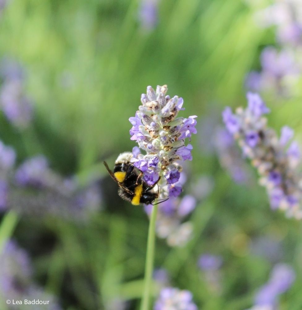 CLOSE-UP OF HONEY BEE POLLINATING ON FLOWER