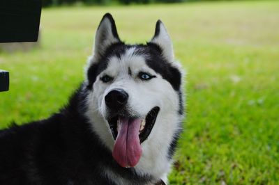 Close-up of dog on grassy field