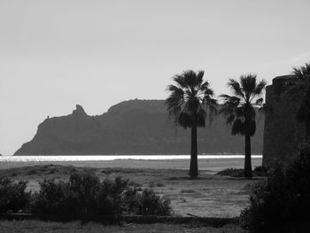 Scenic view of palm trees against clear sky