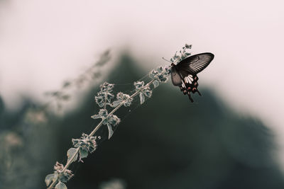 Close-up of butterfly pollinating on flower