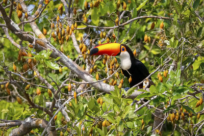 Close-up of bird perching on tree