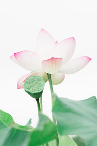 Low angle view of lotus blooming against clear sky