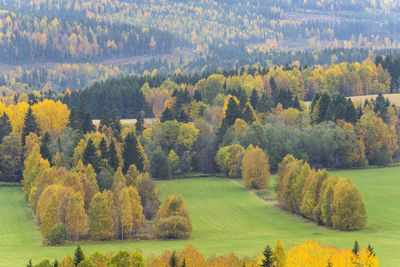 Scenic view of forest during autumn